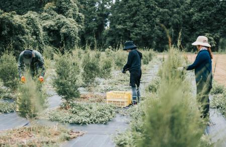 　コスメブランド「ＴＨＲＥＥ」のハーブ農園での収穫作業＝佐賀県唐津市（ＴＨＲＥＥ提供）