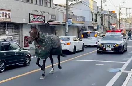 川崎市多摩区の路上を走る、明治大馬術部が管理する馬＝５日午前（ｕｓａｐｏｍ）