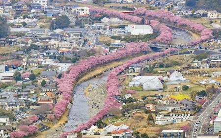 昨年３月、見頃を迎えた静岡県河津町の「河津桜」
