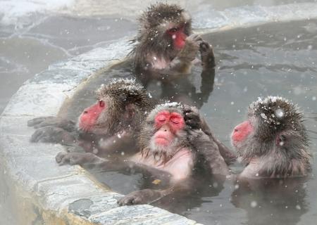 北海道・函館市熱帯植物園で温泉に漬かるニホンザル＝１４日午前