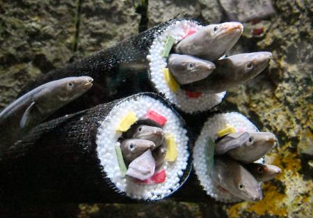 恵方巻きに見立てた筒から顔をのぞかせるアナゴ＝１９日、仙台市の仙台うみの杜水族館