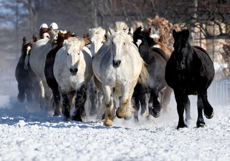 冬季の運動不足解消や難産防止のため雪上を走る重種馬たち＝２３日午前、北海道音更町