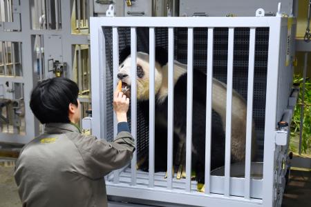 　中国に返還されるジャイアントパンダの雌レイレイ＝２７日、東京都台東区の上野動物園（東京動物園協会提供）