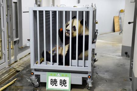 　中国に返還されるジャイアントパンダの雄シャオシャオ＝２７日、東京都台東区の上野動物園（東京動物園協会提供）
