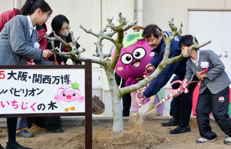 大阪・関西万博でオマーンパビリオンに展示されていたイチジクの木の植樹式＝１月、大阪府羽曳野市立西浦東小