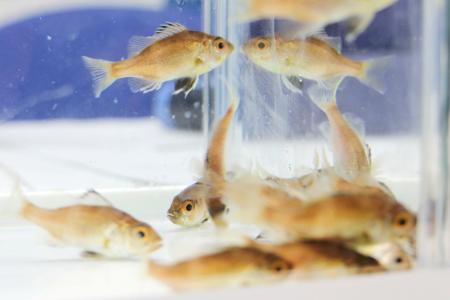 完全養殖のノドグロの稚魚＝５日午後、東京都中央区