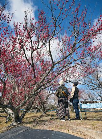 見頃を迎えた和歌山県みなべ町の「南部梅林」＝３日