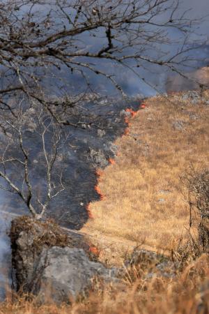 山口県美祢市の秋吉台国定公園で行われた山焼き＝１４日午前