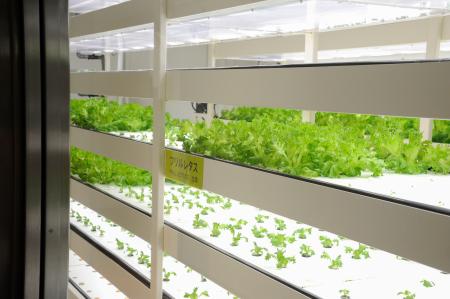 伊東屋の野菜工場で水耕栽培されているフリルレタス=東京都中央区