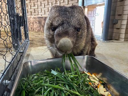 １月に３７歳になったウォンバットの「ワイン」＝大阪府池田市の五月山動物園（同園提供）