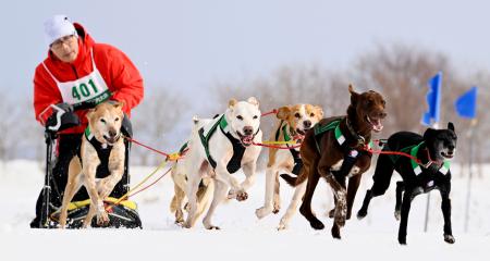 　「ジャパンカップ全国犬ぞり稚内大会」で疾走する犬ぞり＝２１日午前、北海道稚内市