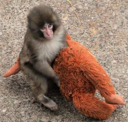 母親代わりにぬいぐるみ抱くニホンザル「パンチ」（市川市動植物園提供）
