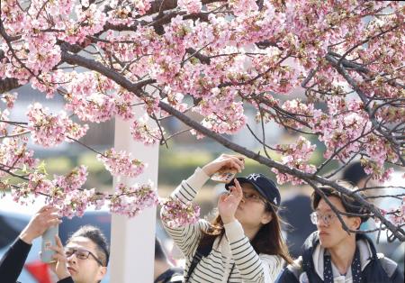　気温が上がった東京都墨田区で桜の写真を撮る人たち＝２３日午後