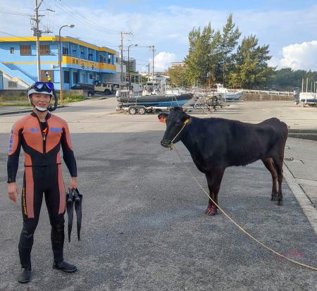 　男性潜水士に救助された牛＝２３日、沖縄県・宮古島（宮古島海上保安部提供）