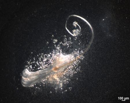 体外で再現したマウスの毛包（オーガンテック提供）