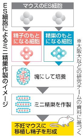 ＥＳ細胞によるミニ精巣作製のイメージ
