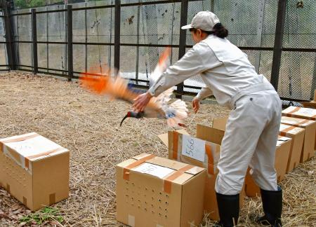 　訓練用のケージに放たれるトキ＝３日午前、新潟県佐渡市（環境省提供）