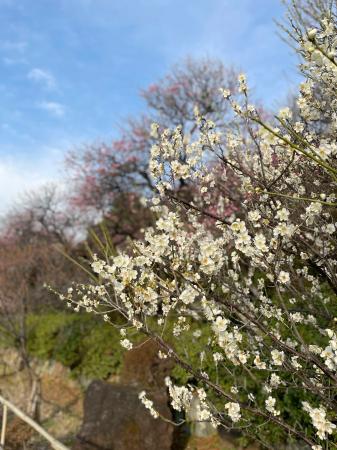 池上梅園の梅＝東京都大田区（撮影協力・大田区）