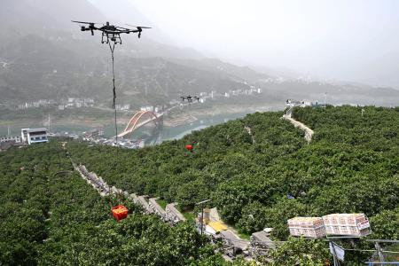 収穫した果物を運ぶ農業用ドローン＝２０２５年４月、中国湖北省宜昌市（新華社＝共同）