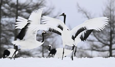 北海道鶴居村の給餌場に飛来した国の特別天然記念物タンチョウ＝昨年２月