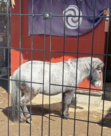 　神田明神の神馬、あかりちゃん＝東京都千代田区