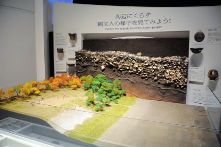 　貝層の標本と縄文の集落を表した模型（手前）＝東京都品川区の品川歴史館