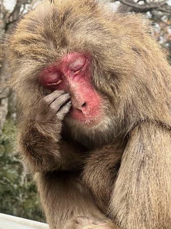 淡路島モンキーセンターで目元をかくサル＝１９日、兵庫県洲本市