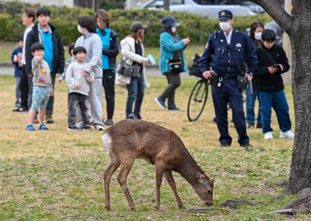 大阪市都島区の公園に現れたシカ＝２２日