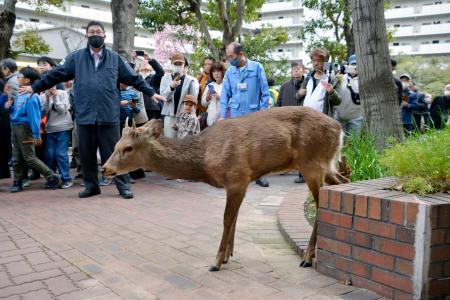 24日、大阪市都島区で集合住宅の敷地内を移動するシカ