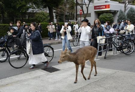 24日、大阪市都島区に現れたシカについて歩く住民ら
