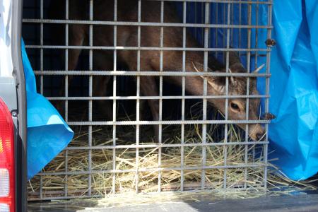 一時保護施設から移送されるシカ=27日午後、大阪市住之江区