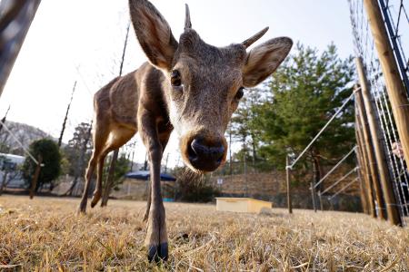 捕獲され、新居となる飼育場所で過ごすシカ=27日午後、大阪府能勢町