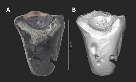 角竜類の歯の化石。右は化石の3Dモデル(久慈琥珀博物館提供)