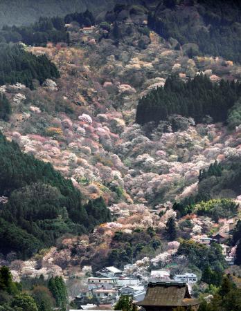 　見頃を迎えた吉野山の桜＝２日、奈良県吉野町（共同通信社ヘリから）