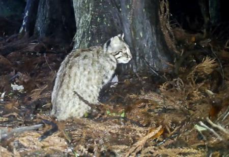 長崎県・対馬で撮影されたツシマヤマネコ=2025年6月(環境省対馬自然保護官事務所提供)