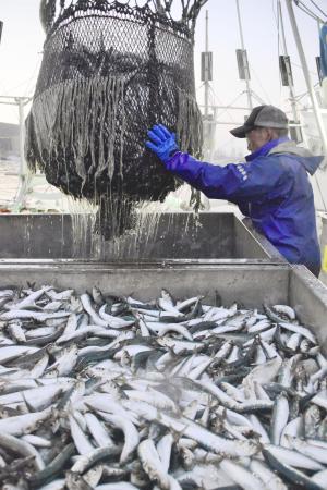 北海道根室市の花咲港で水揚げされるマイワシ＝２０２０年９月