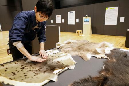 　展示された動物の毛皮を触る博物館の担当者＝３月、北海道白老町
