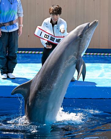 「仙台うみの杜水族館」の一日館長を務め、イルカに合図を出すフィギュアスケート男子の佐藤駿選手=8日午前、仙台市