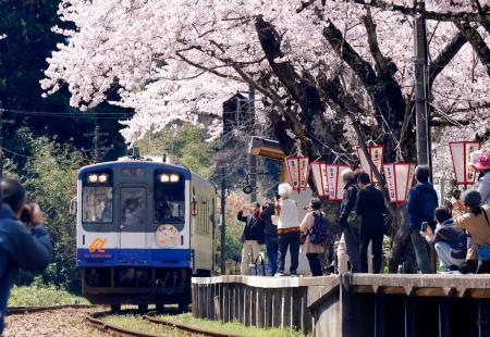 　周辺に並ぶソメイヨシノが満開となった能登鹿島駅に到着した列車＝８日午前、石川県穴水町