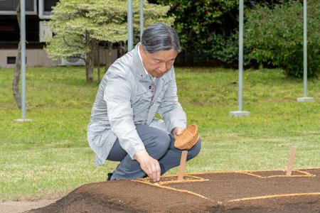 苗代に種もみをまかれる天皇陛下＝９日午後、皇居（宮内庁提供）