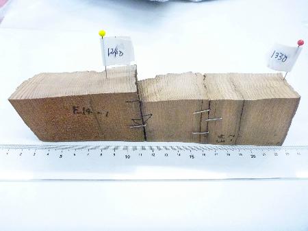 東北大が採取し、研究で分析したアスナロ（ＯＩＳＴ提供）