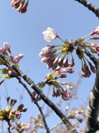 北海道南端の松前町で開花したソメイヨシノ＝１３日午後（松前町提供）