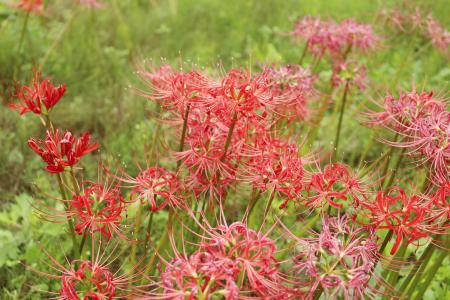 福島県双葉町細谷地区から同県川俣町山木屋地区へ移植されたヒガンバナ＝２０２４年１０月
