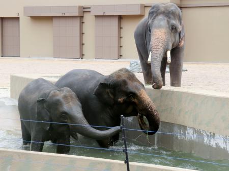 大阪市の天王寺動物園で一般公開が始まった３頭のアジアゾウ＝２１日午前
