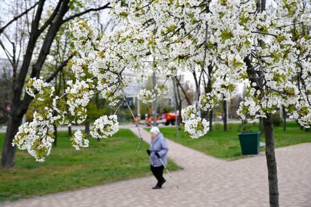 ２５日、ウクライナの首都キーウにある「京都公園」で見頃を迎えた桜（共同）