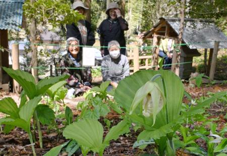 福島県いわき市の群生地で開花し始めた「クマガイソウ」＝２６日