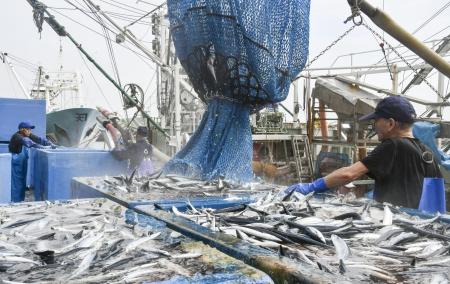 銚子漁港で水揚げされたサンマ＝２０２５年９月、千葉県銚子市