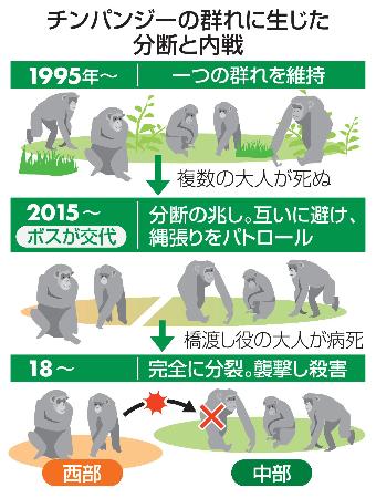 　チンパンジーの群れに生じた分断と内戦
