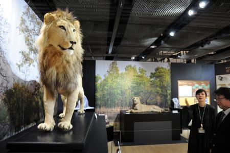 東京農業大「食と農」の博物館に展示されたライオンの剥製＝４月２４日、東京都世田谷区