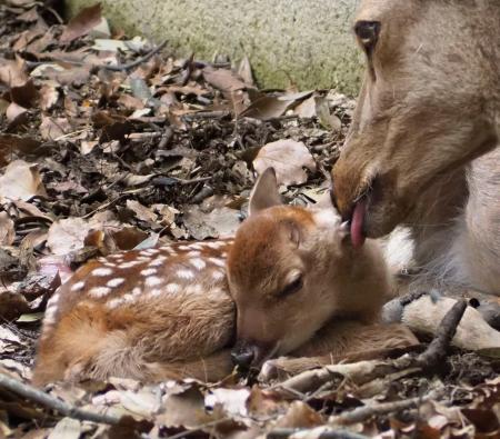 　奈良市の奈良公園で今年初めて確認されたシカの赤ちゃん＝３日（奈良の鹿愛護会提供）